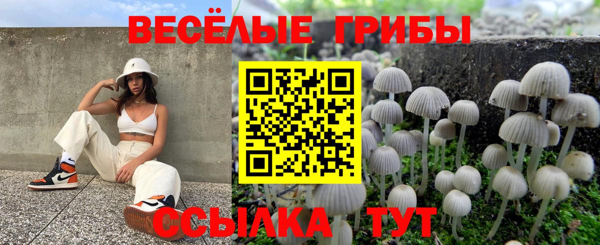 Псилоцибиновые грибы Psilocybe Алушта
